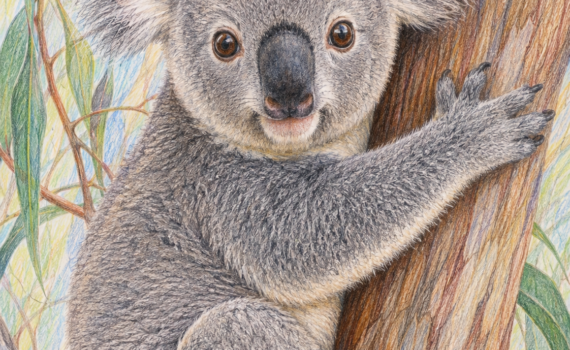 koala disegno matita colorata pastello